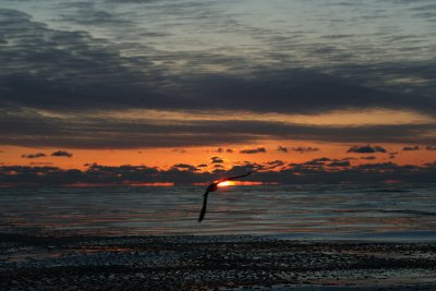 Gull splitting the sunrise, Milw