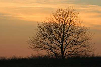 Tree against the evening sky, Horicon Marsh, WI