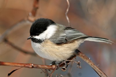 Black-capped Chickadee at Grant Park, Milw.