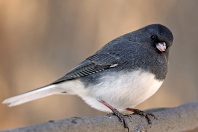 Dark-eyed Junco at Grant Park, Milw.