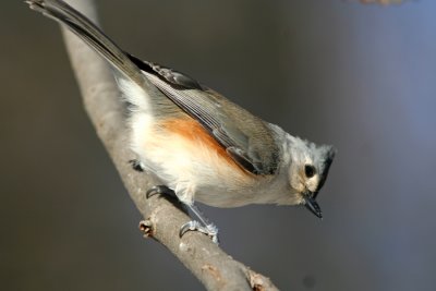 Tufted Titmouse at Grant Park in Milw.