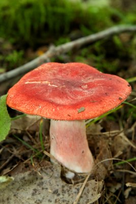 sickener (russula sp) Riversedge Nature Center. Newburg.