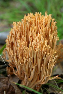 Coral Mushroom (Ramaria sp.) Riversedge Nature Center, Newburg