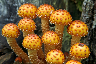 Wisconsin Mushrooms and Fungi