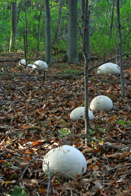Giant Puffballs at Mequon Nature Center