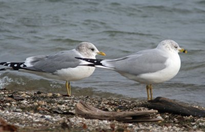 Mew Gull and Ring-billed Gull at South Shore Yacht Club, Milw.