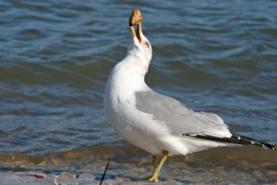 Ring-billed Gull, Milw.