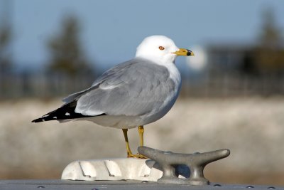 Ring-billed Gull at Racine, WI