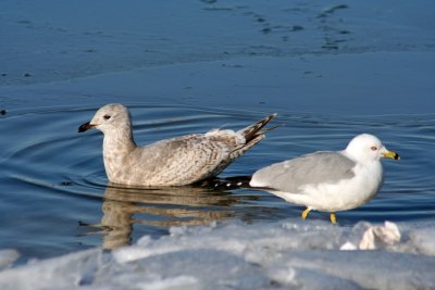 Thayers and Ring-billed Gull at Racine, WI
