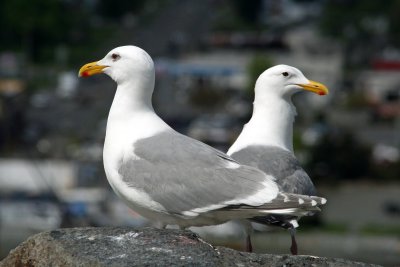 Glaucous-winged Gulls, Anacourtes, WA