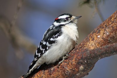 Downy Woodpecker at Grant Park, Milw.