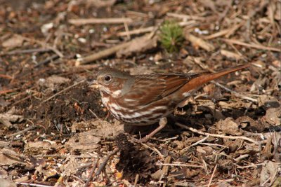 Fox Sparrow at Lapham  Peak State Park, WI