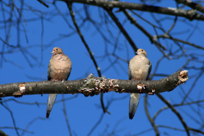 Mourning Doves at Lapham Peak State Park, WI