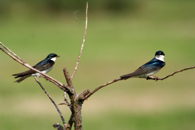 Tree Swallows at Horicon Marsh, WI