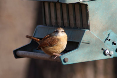 Carolina Wren at Lake Park, Milw.