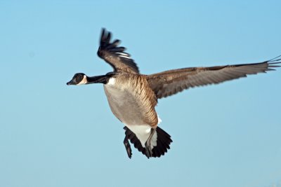 Canadian GooseLanding at South Shore Yacht Club, Milw.