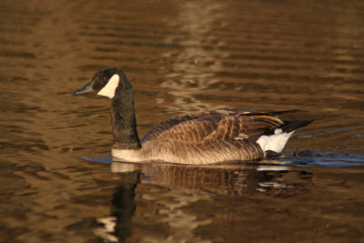 Canadian Goose, Cedarburg, WI