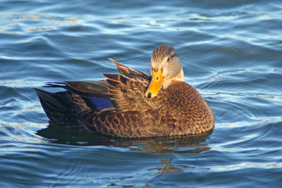American Black Duck at South Shore Yacht Club, Milw.