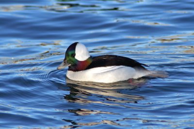 IMG_5936.jBufflehead at South Shore Yacht Club, Milw.pg