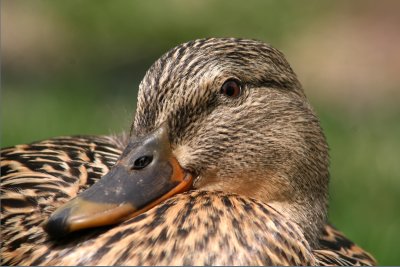 Mallard Hen Closeup at Cedarburg, WI