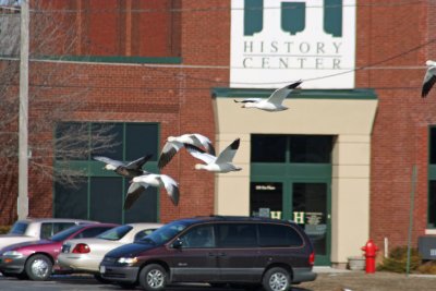 Snow Geese flying in downtown Kenosha, WI