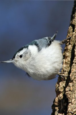 White-breasted Nuthatch at Grant Park, Milw.