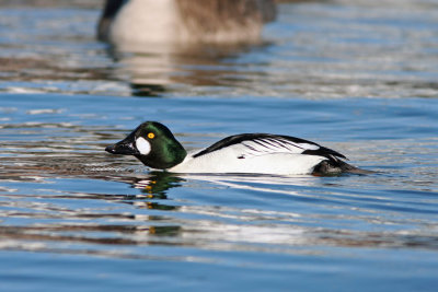 Common Goldeneye at South Shore Yacht Club, Milw.