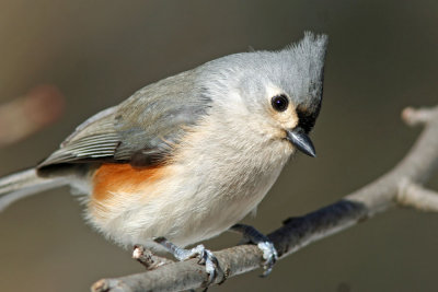 Tufted Titmouse at Grant Park, Milw.