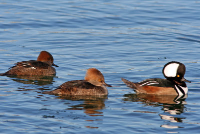 Hooded Mergansers at South Shore Yacht Club, Milw.