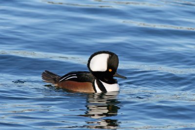 Hooded Merganser at South Shore Yacht Club, Milw.