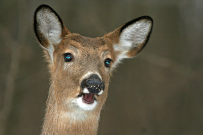 White-tail Deer at Grant Park, Milw.