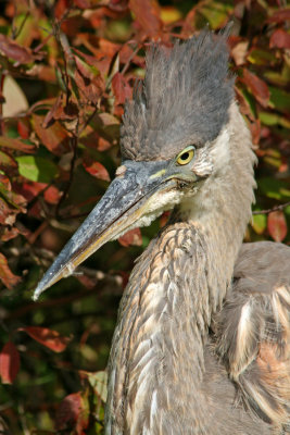 Great Blue Heron at Brown Deer Park, Milw