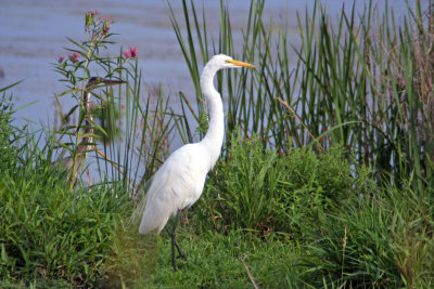 Great Egret at Horicon Marsh, WI