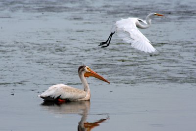 Pelican and Great Egret at Horicon Marsh, WI