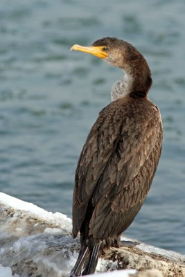 Double Crested Cormorant at  the Kenosha harbor, WI