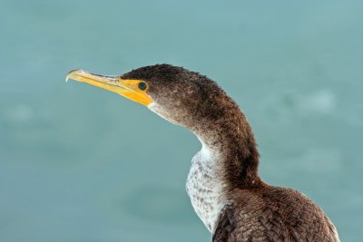 Double  Crested Cormorant at the Kenosha harbor, WI