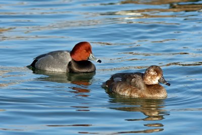 Pair of Redheads at South Shore Yacht Club, Milw.