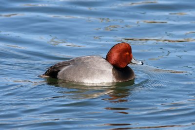 Redhead at South Shore Yacht Club, Milw.