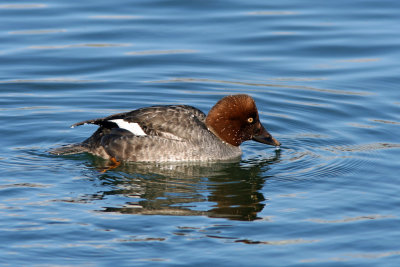Female Common Goldeneye at South Shore Yacht Club, Milw.