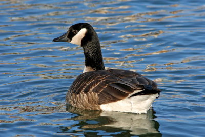 Canada Goose at South Shore Yacht Club, Milw.