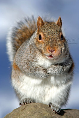 Grey Squirrel at Grant Park, Milw.