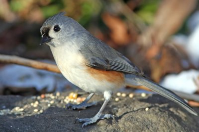 Tufted Titmouse at Grant Park, Milw.