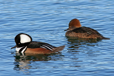 Hooded Mergansers at South Shore Yacht Club, Milw.