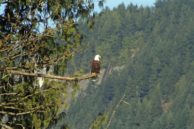Bald Eagle, WA