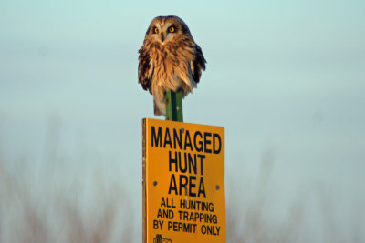 Short-eared Owl at Bong Rec. Area, WI