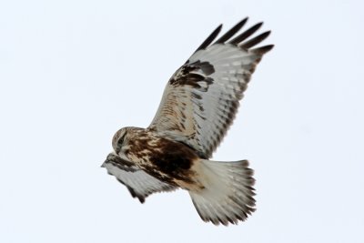 Rough-legged Hawk at Horicon Marsh, WI