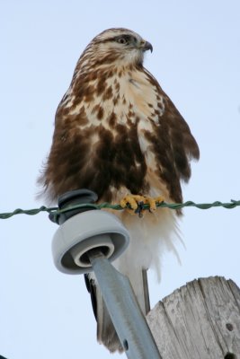 Rough-legged Hawk at Horicon Marsh, WI