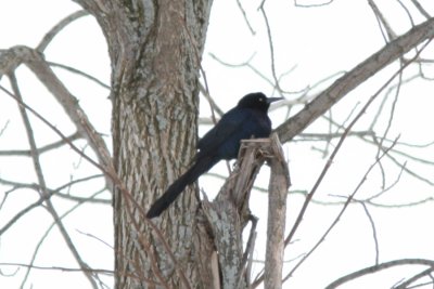 Great-tailed Grackle, Horicon, WI