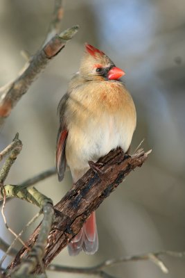 Northern Cardinal, Grant Park, Milw.