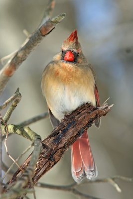 Northern Cardinal, Grant Park, Milw.